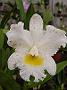 Tinonee-orchids-II 014